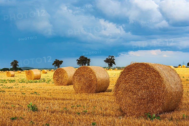 Straw bales on a harvested grain field tell of the end of summer in the countryside near Altentreptow, Mecklenburg-Western Pomerania, Germany. Straw Bales on a Harvested Grain Field Herald the End of Summer in the Countryside near Altentreptow, Mecklenburg-Western Pomerania, Germany