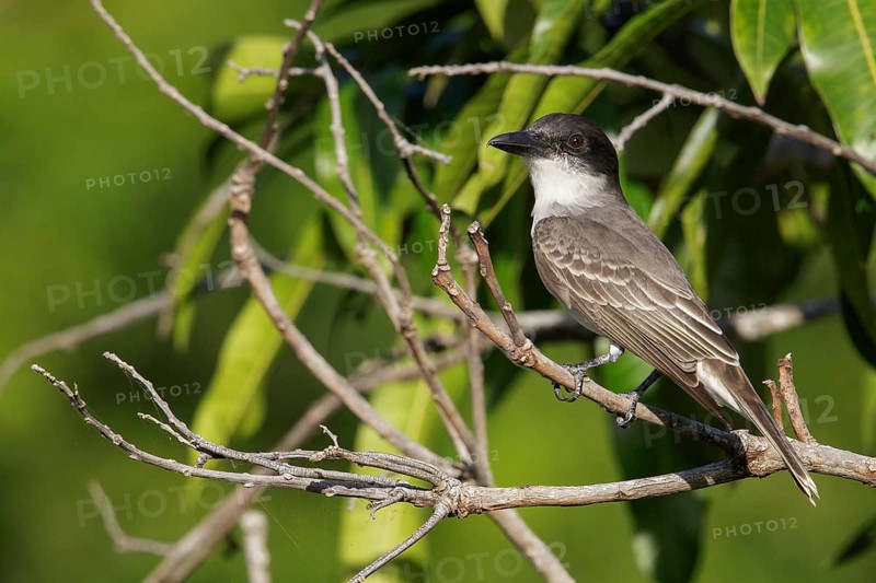 Giant Kingbird (Tyrannus cubensis) perched on a branch in Cuba