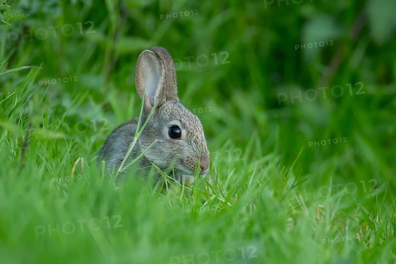 Rabbit (Oryctolagus cuniculus) adult animal eating grass, England, United Kingdom