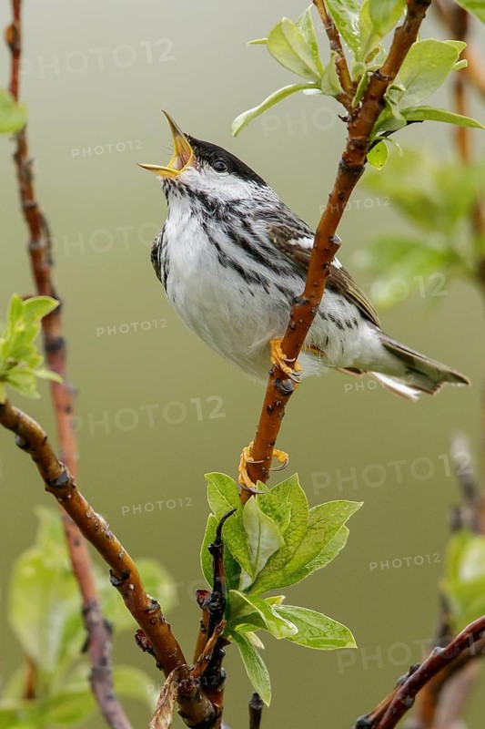 Blackpoll Warbler (Dendroica striata) perched on a branch in Nome, Alaska
