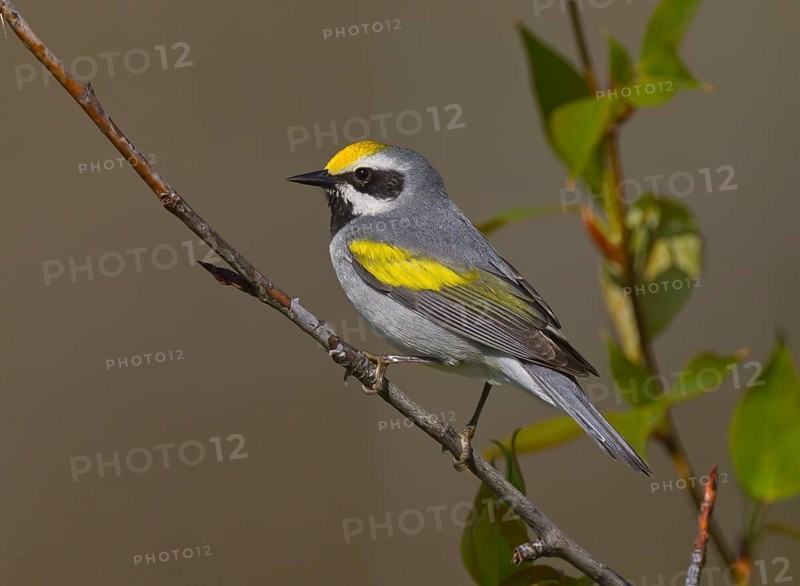 Golden-winged Warbler (Vermivora chrysoptera) male, Michigan, USA
