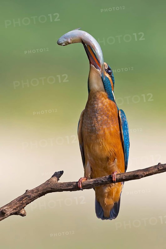 Common Kingfisher (Alcedo atthis) juvenile, Saxony-Anhalt, Germany