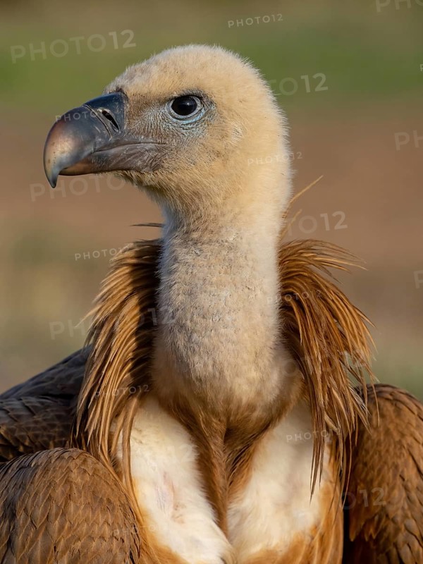 Griffon Vulture, Eurasian Griffon Vulture, Griffon Vulture, Eurasian Griffon, (Gyps fulvu), Vautour fauve, Buitre Leonado, Portrait, Hides De Calera / Valley Hide, Calera Y Chozas, Castilla La Mancha / Toledo, Spain