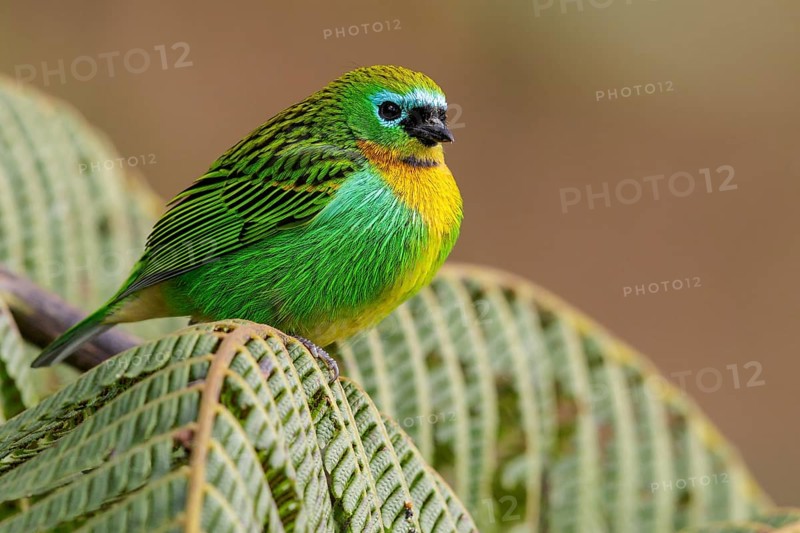 Brassy-breasted Tanager (Tangara desmaresti) perched on a branch in the Atlantic Rainforest Region of Brazil
