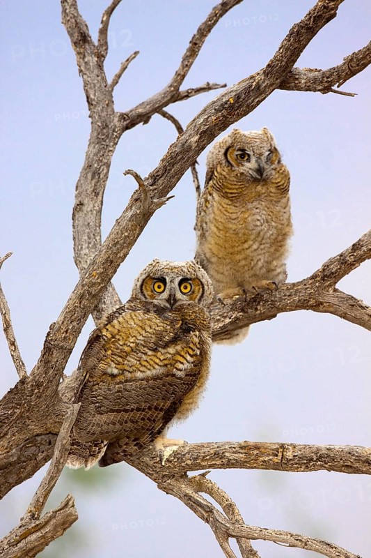 Great Horned Owl Bubo virginianus Tucson, Arizona, United States 1 June Immature Strigidae