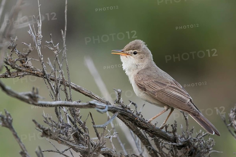 Uppchers Warbler - Dornspötter - Hippolais languida, Kyrgyzstan