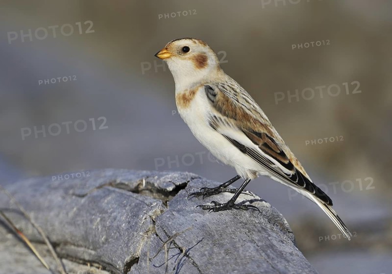 Snow Bunting (Plectrophenax nivalis), British Columbia, Canada