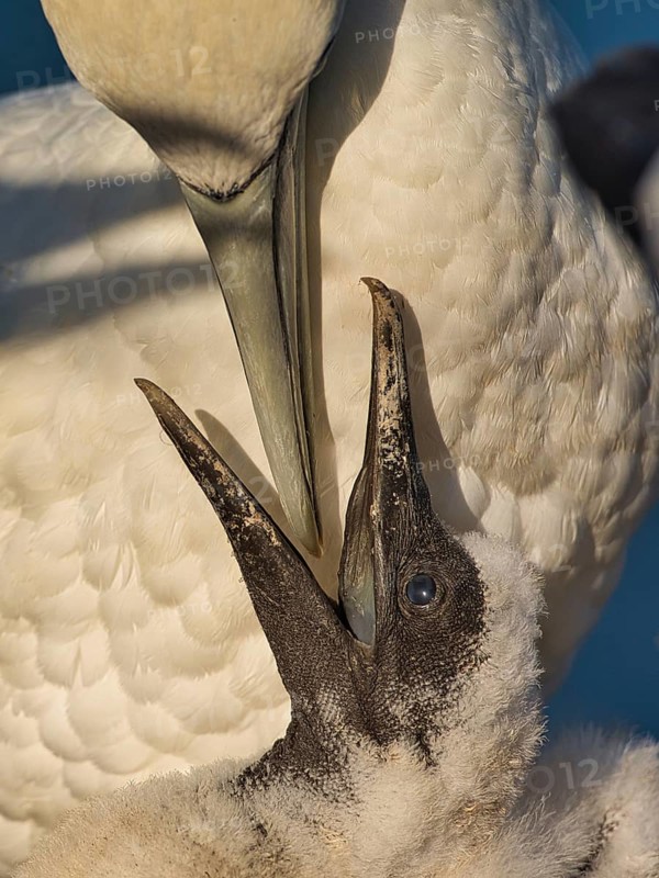 Northern Gannet (Morus bassanus) feeding chick, Schleswig-Holstein, Germany