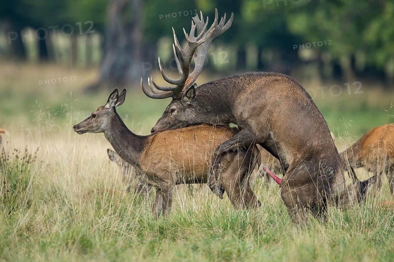 Red Deer (Cervus elaphus) male and female copulating, Denmark