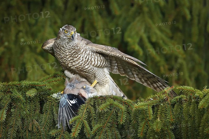 Bird behaviour. Bird of prey Goshawk kill jay on green spruce tree. Feeding scene with bird and catch. Goshawk, forest habitat. Hawk from Czech Reublic. Wildlife scene from wild nature, Accipiter gentilis