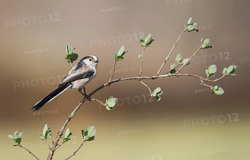 Long-tailed Tit (Aegithalos caudatus europaeus) perched on a branch, Aosta Valley, Italy