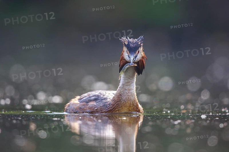 Great Crested Grebe (Podiceps cristatus), North Rhine-Westphalia, Germany