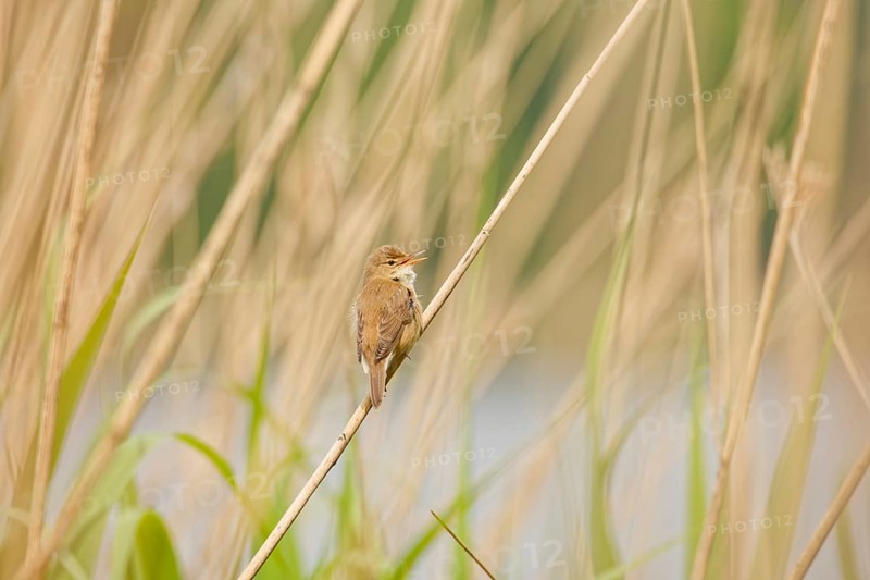 Eurasian reed warbler (Acrocephalus scirpaceus) singing while perched on a reed stem in wetland habitat during breeding season, Poland