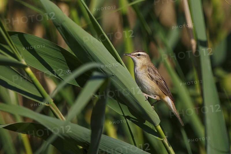 Sedge Warbler (Acrocephalus schoenobaenus), Greece