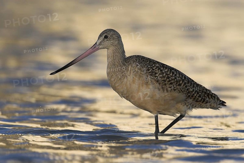Marbled Godwit (Limosa fedoa), Florida, USA