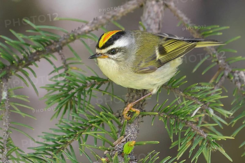 Golden-crowned Kinglet (Regulus satrapa) perched on a branch in Seward, Alaska