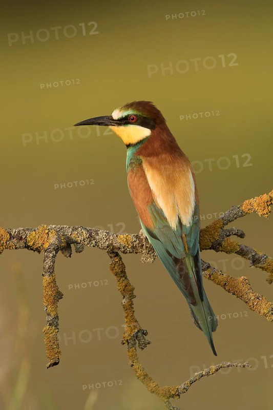 European Bee-eater (Merops apiaster) perched on a lichen branch, Serbia