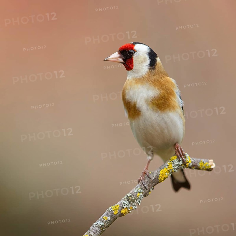Goldfinch, goldfinch, (Carduelis carduelis), biotope, habitat, foraging, perch, Worms, Rhineland-Palatinate, Germany