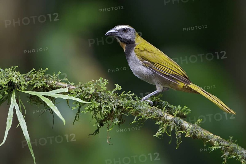 Buff-throated Saltator (Saltator maximus) perched on a branch in Costa Rica, Central America