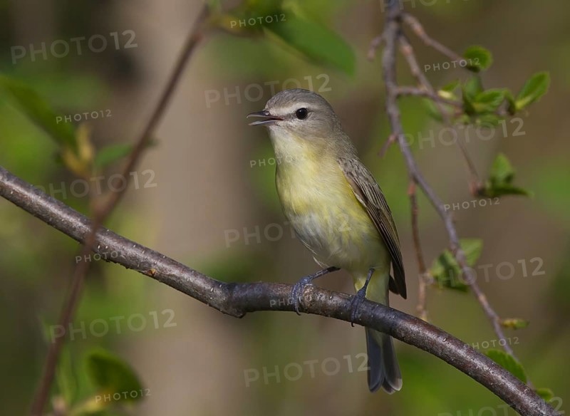 Philadelphia Vireo (Vireo philadelphicus), Ontario, Canada