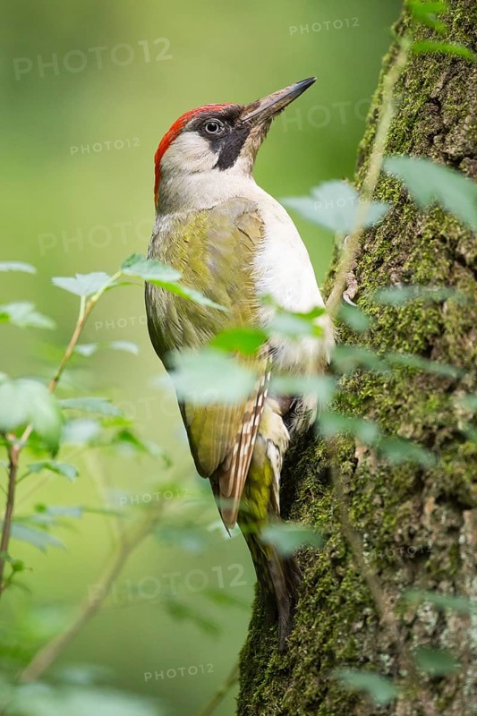 European Green Woodpecker (Picus viridis) female, Rhineland-Palatinate, Germany