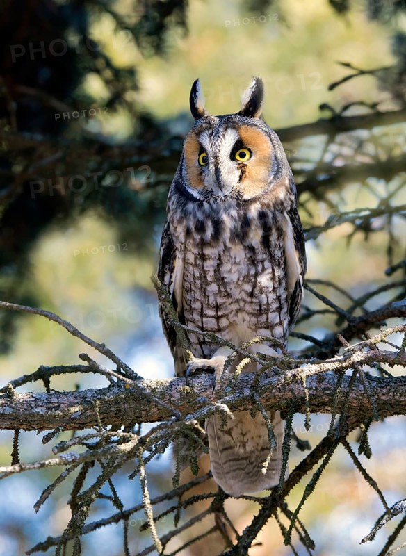 Long-eared Owl (Asio otus), Saskatchewan, Canada
