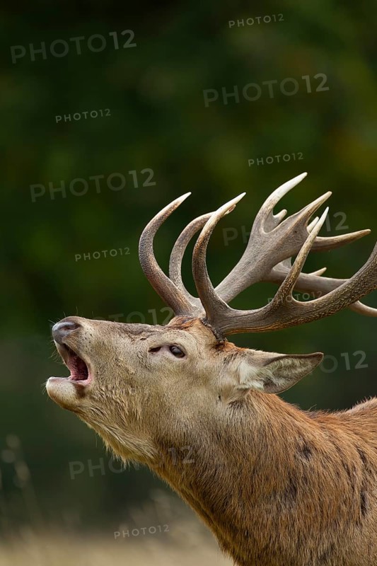 Red deer (Cervus elaphus) adult male stag roaring during the rutting season in autumn, England, United Kingdom