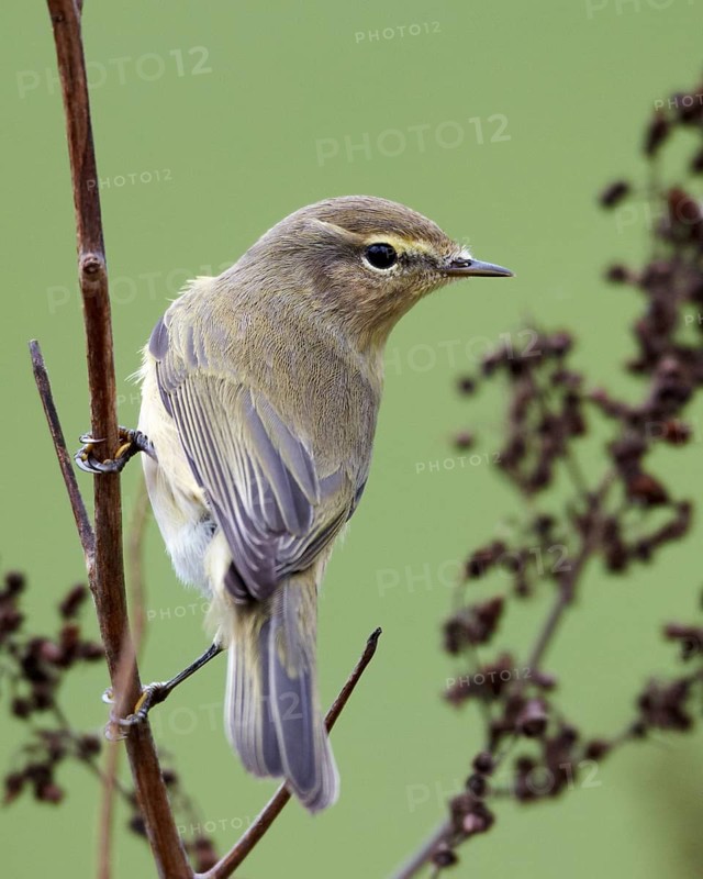 Common Chiffchaff (Phylloscopus collybita), Mecklenburg-Western Pomerania, Germany