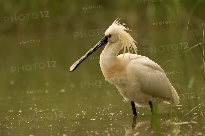 Eurasian Spoonbill (Platalea leucorodia), Serbia
