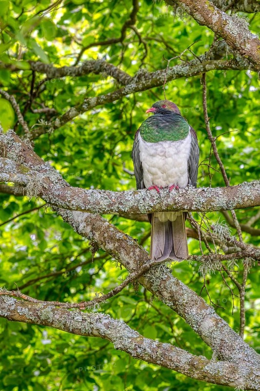 Taube (Hemiphaga novaeseelandiae), Schloss Larnach, Garten, Neuseeland