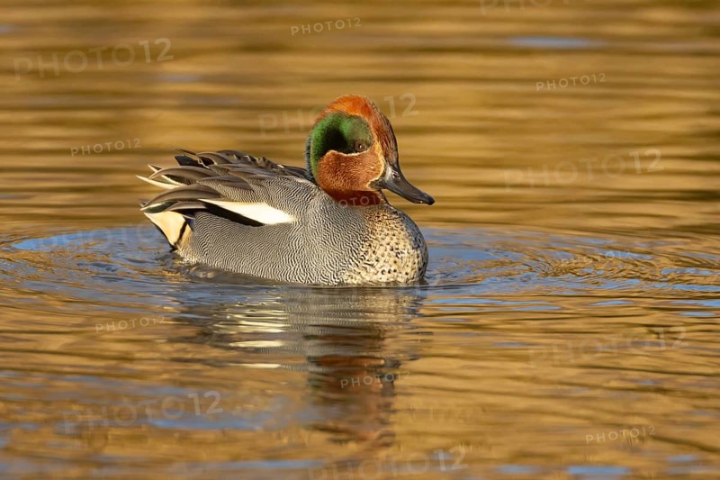 Common teal (Anas crecca) duck adult male bird on a lake, Norfolk, England, United Kingdom