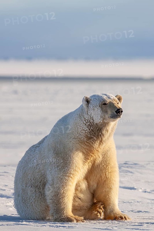 Polar bear (Ursus maritimus), sitting in the snow, sunny, Kaktovik, Arctic National Wildlife Refuge, Alaska, USA
