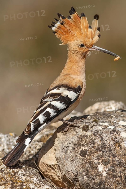 Eurasian Hoopoe (Upupa epops), perched with food on beak, Castile-La Mancha, Spain