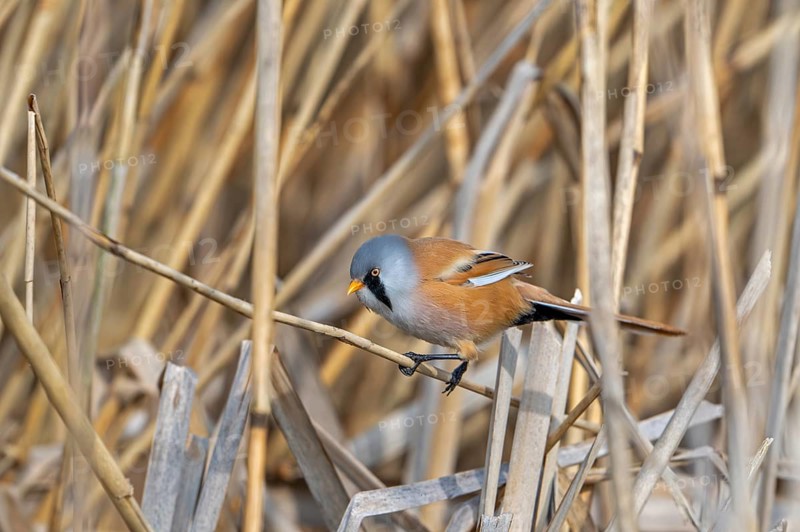 Bearded reedling, bearded tit (Panurus biarmicus) adult male perched on reed stem while foraging in reedbed at wetland in spring