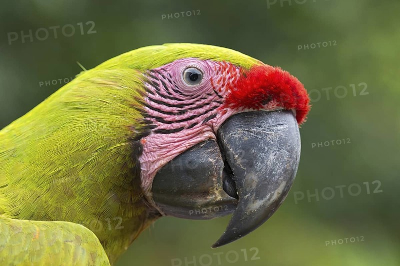Great Green Macaw (Ara ambiguus), Costa Rica