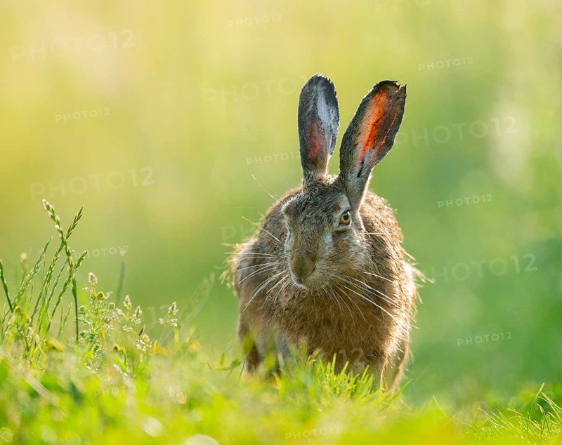 European hare (Lepus europaeus) sitting on a dirt track, wildlife, Lower Saxony, Germany