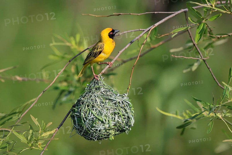 Masked Weaver (Ploceus velatus), adult, male, at the nest, alert, Pilanesberg National Park, North West Province, South Africa