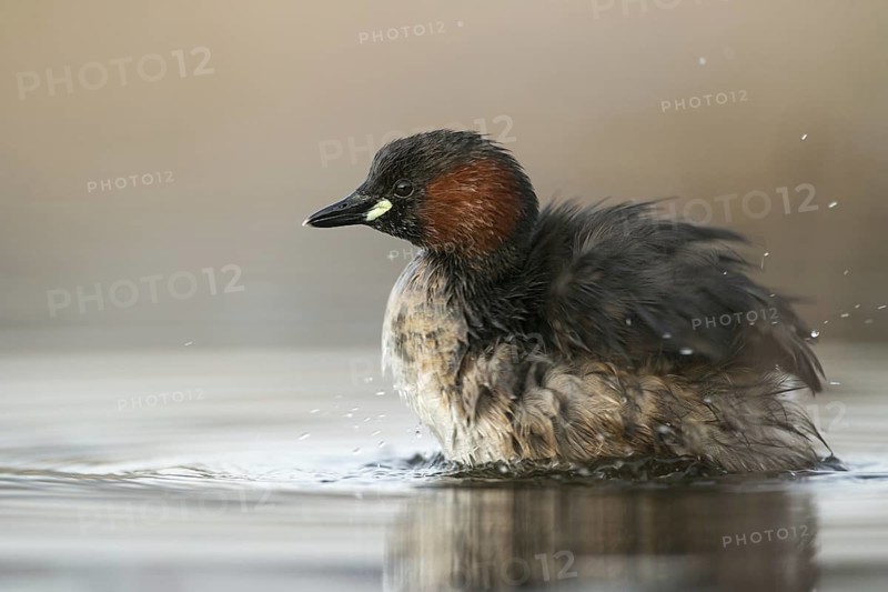 Little Grebe (Tachybaptus ruficollis), Saxony, Germany