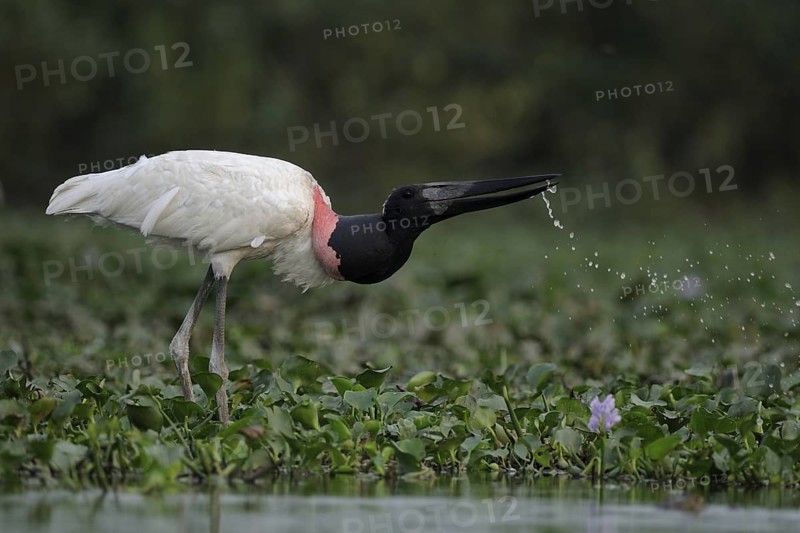 Jabiru (Jabiru mycteria), Pantanal, Brazil