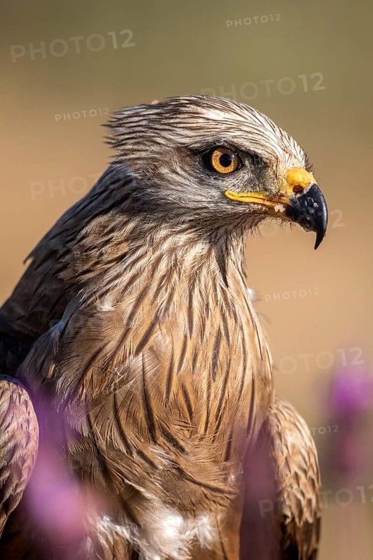 Black Kite (Milvus migrans), Madrid, Spain