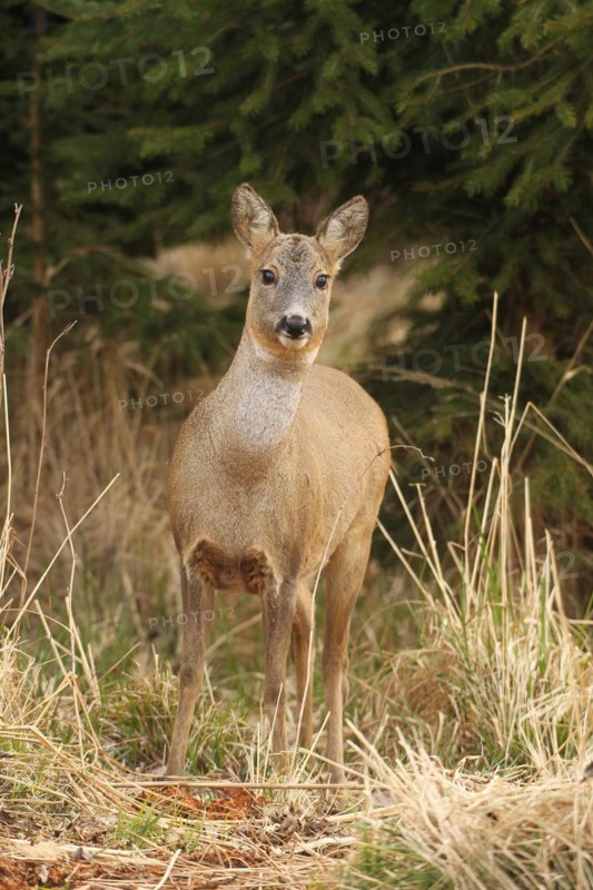 European roe deer (Capreolus capreolus) doe in winter coat secured in front of the thicket, Allgäu, Bavaria, Germany