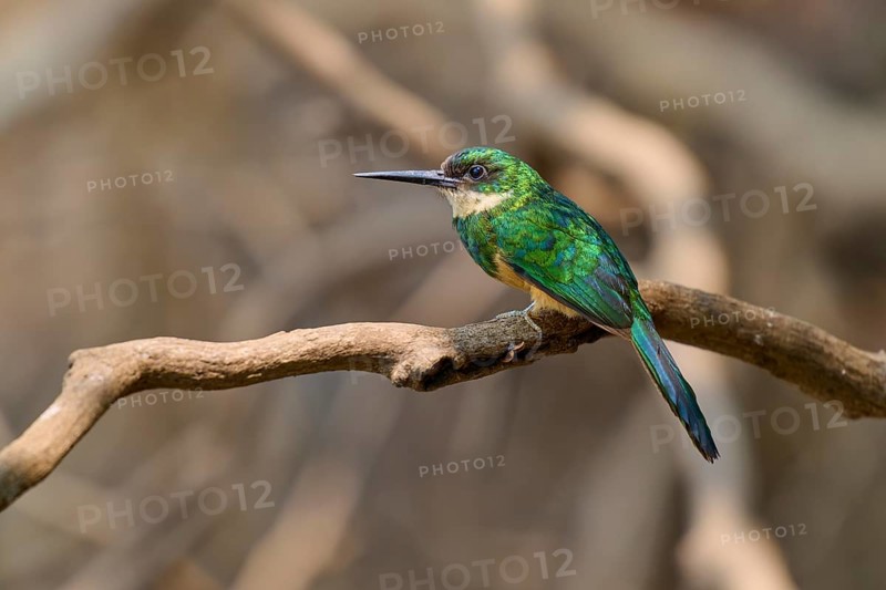A small, colourful bird sits quietly on a dry branch in front of blurred branches, Rufous-tailed jacamar (Galbula ruficauda), Pantanal, Mato Grosso, Brazil