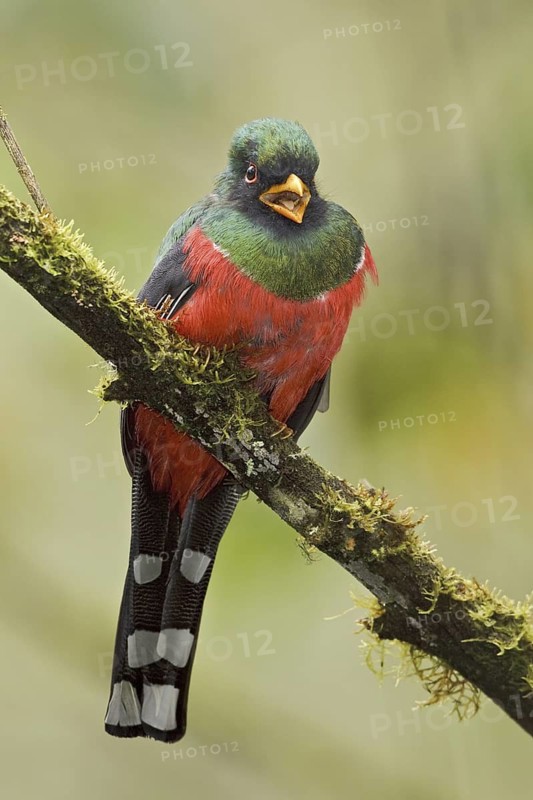 Masked Trogon (Trogon personatus) male, Ecuador