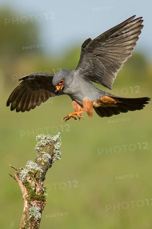 Red-Footed Falcon (Falco vespertinus), adult male landing on a branch, Galicia, Spain