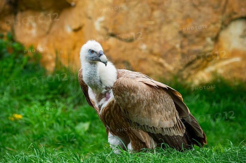 Griffon Vulture (Gyps fulvus) sitting on a meadow, Germany