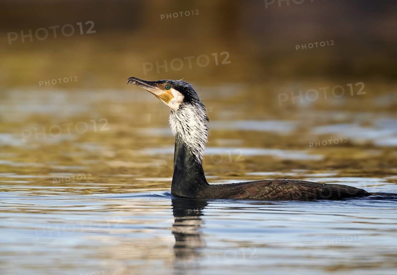 Great Cormorant (Phalacrocorax carbo), Mecklenburg-Western Pomerania, Germany