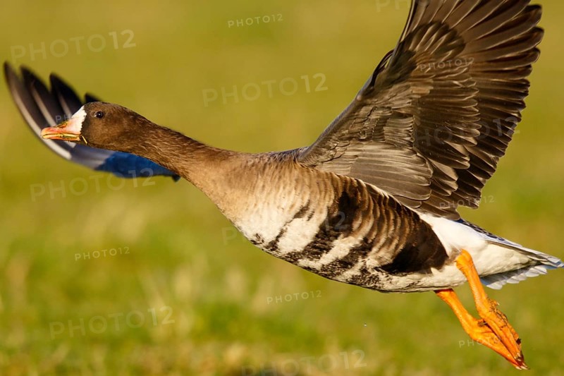 Greater White-fronted Goose (Anser albifrons) flying, North Rhine-Westphalia, Germany