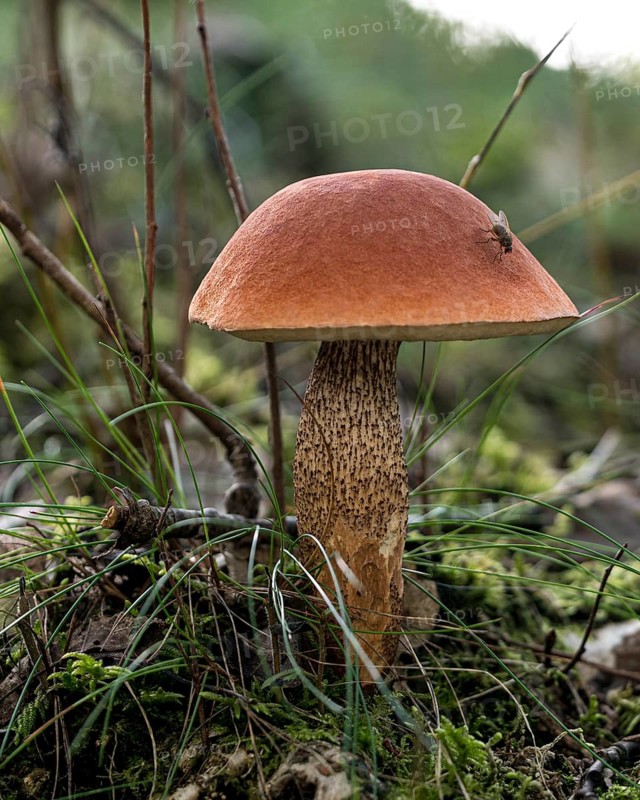 Orange birch bolete (Leccinum versipelle) in sparse birch forest, an excellent edible mushroom, Blåbjerg, Nørre fog, Region Syddanmark, Denmark