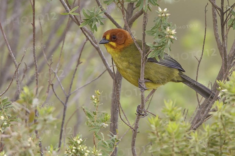 Fulvous-headed Brush Finch (Atlapetes fulviceps) perched on a branch in Bolivia, South America