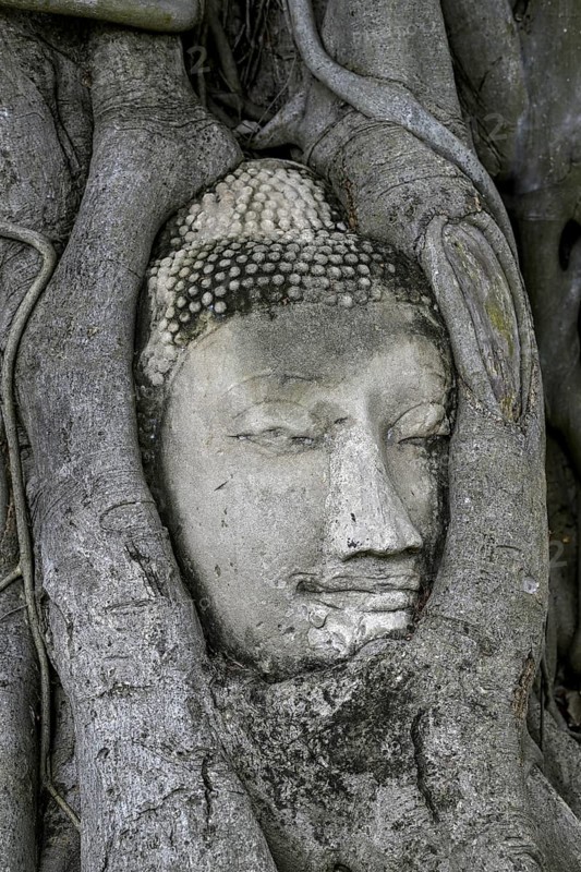 Sandstone Buddha head at the foot of a Bodhi tree in Wat Mahathat, Temple of the Great and Holy Relic, Ayutthaya, Ayutthaya Province, Thailand
